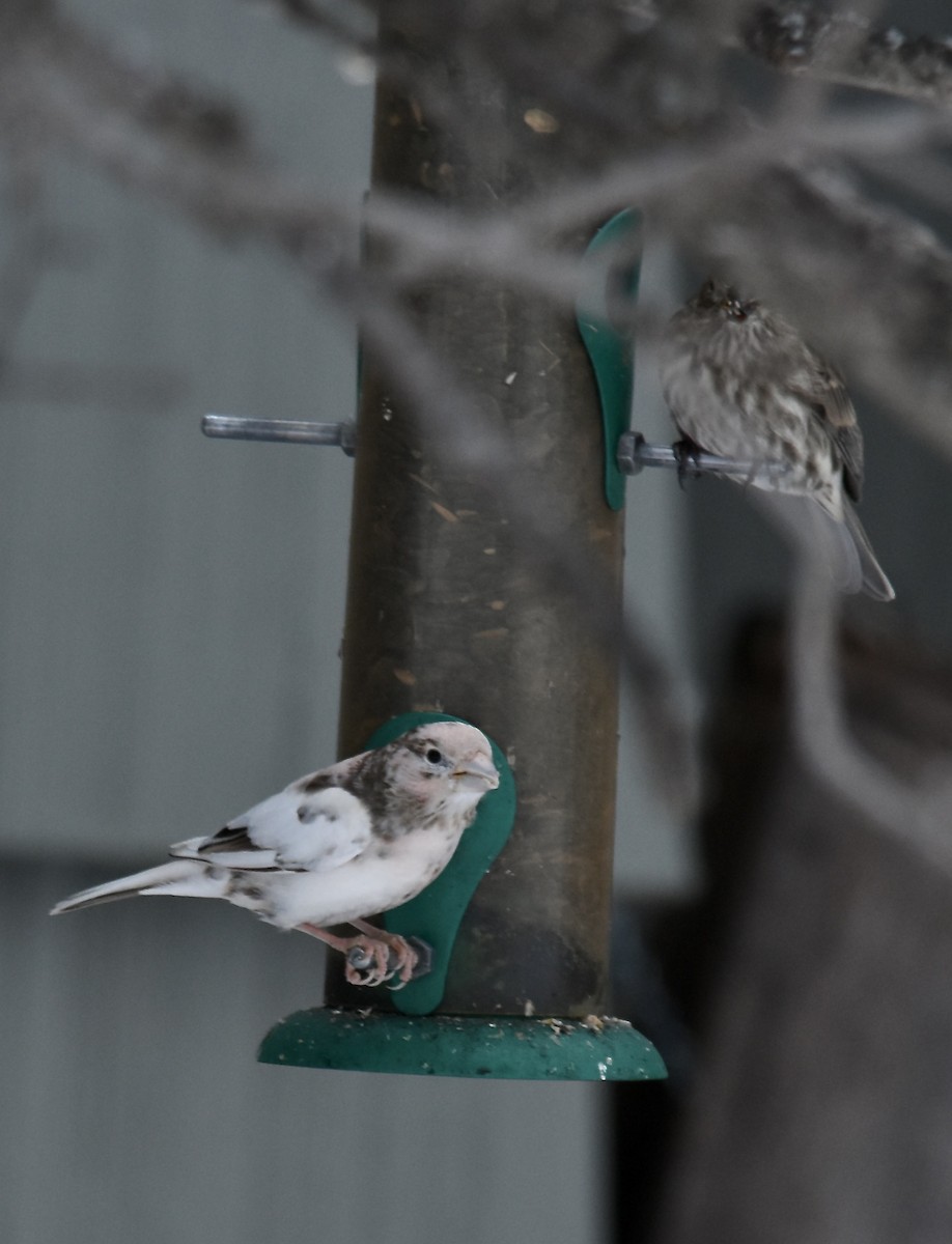 House Finch - ML299489601