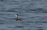 Horned Grebe - ML299490371