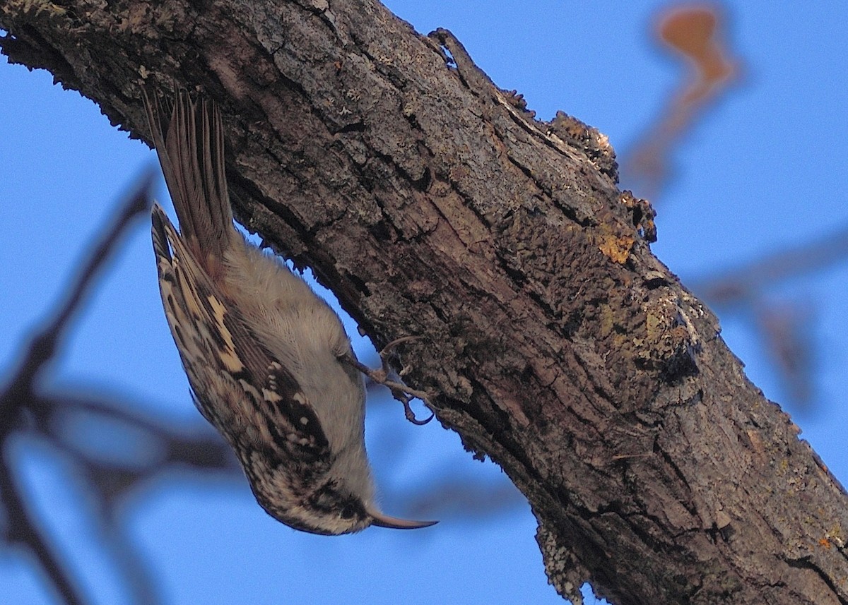 Brown Creeper - ML299490501