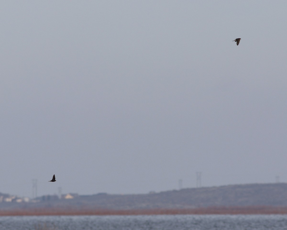 vlaštovka obecná - ML299490541