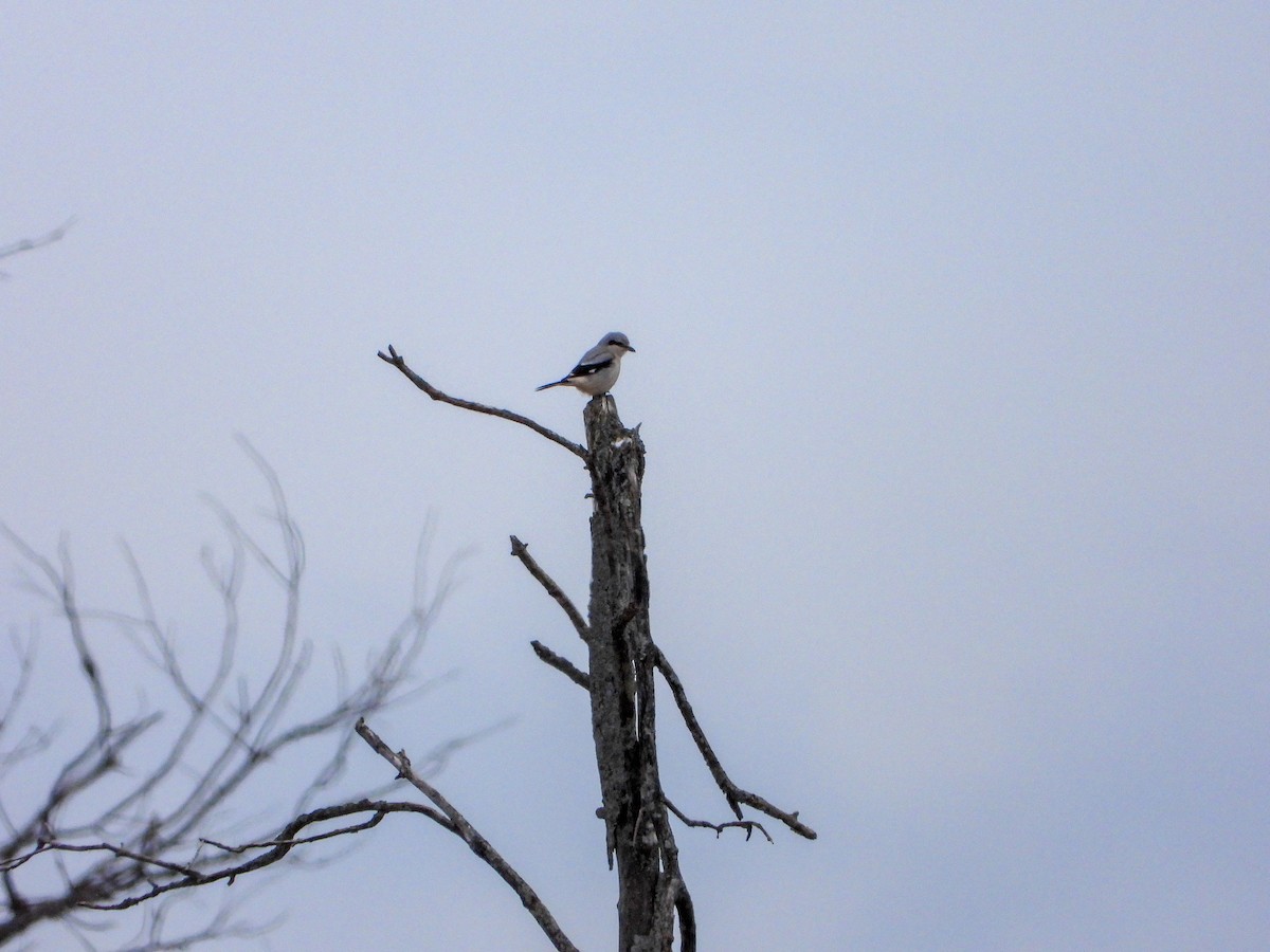 Northern Shrike - ML299491171