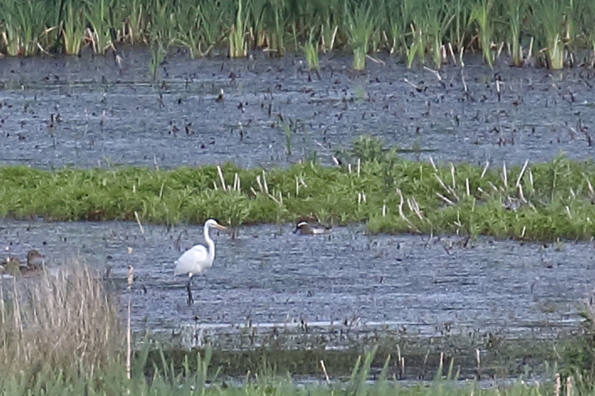 Garganey - ML29949121