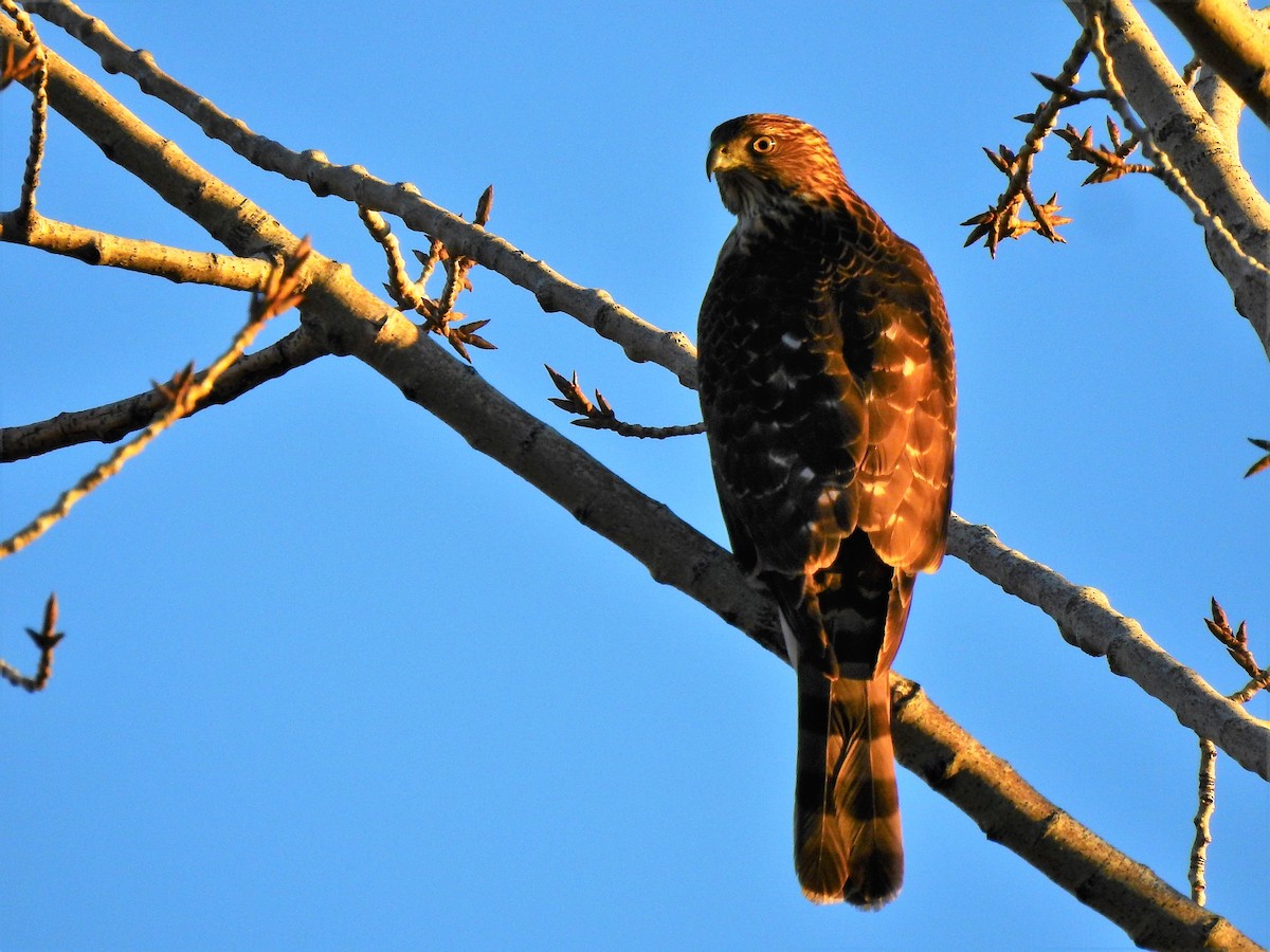 Cooper's Hawk - ML299491441