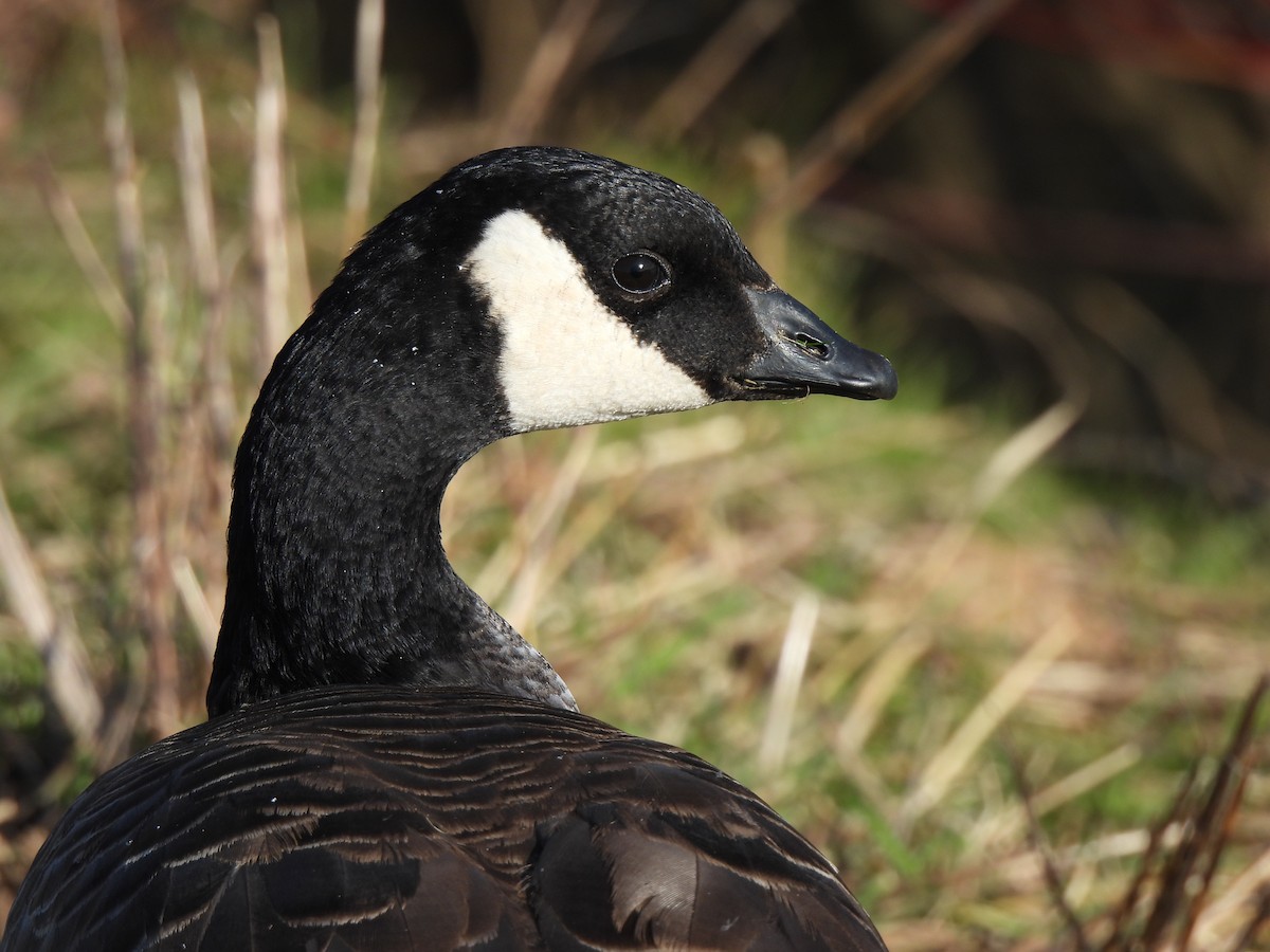 Cackling Goose - Rick Bennett