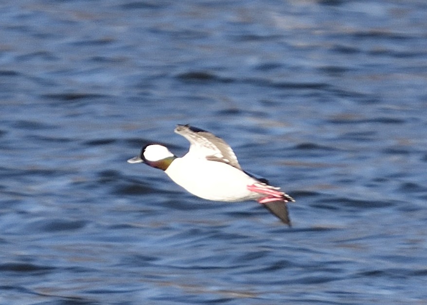 Bufflehead - Barbara Peck