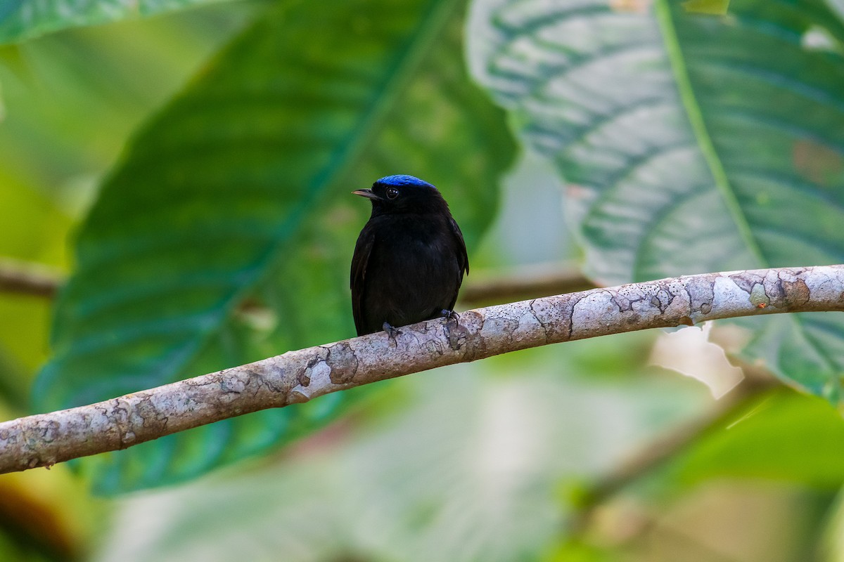 Velvety Manakin - ML299492681