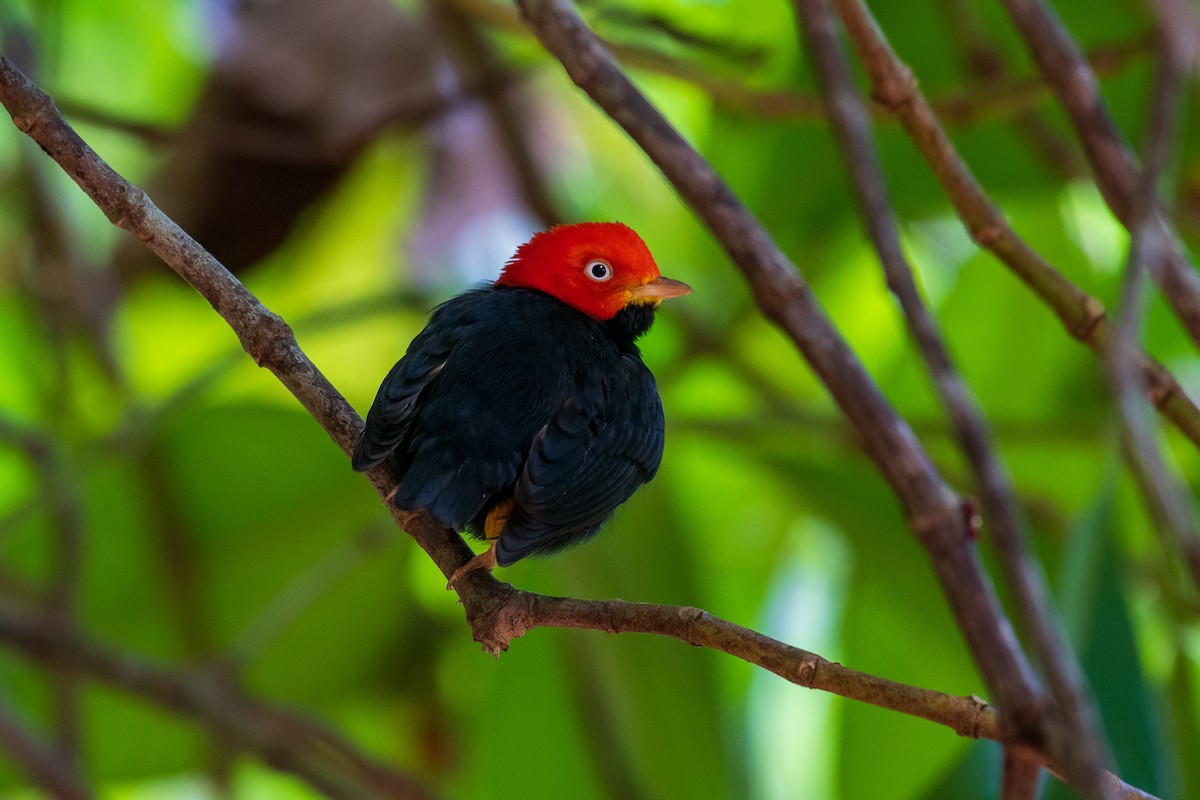 Red-capped Manakin - Paul  Najera