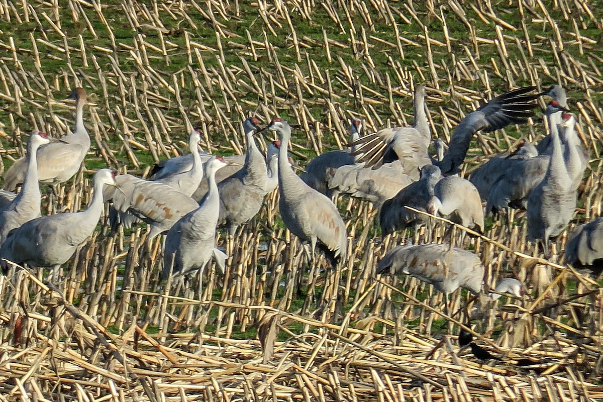 Sandhill Crane - ML299494281