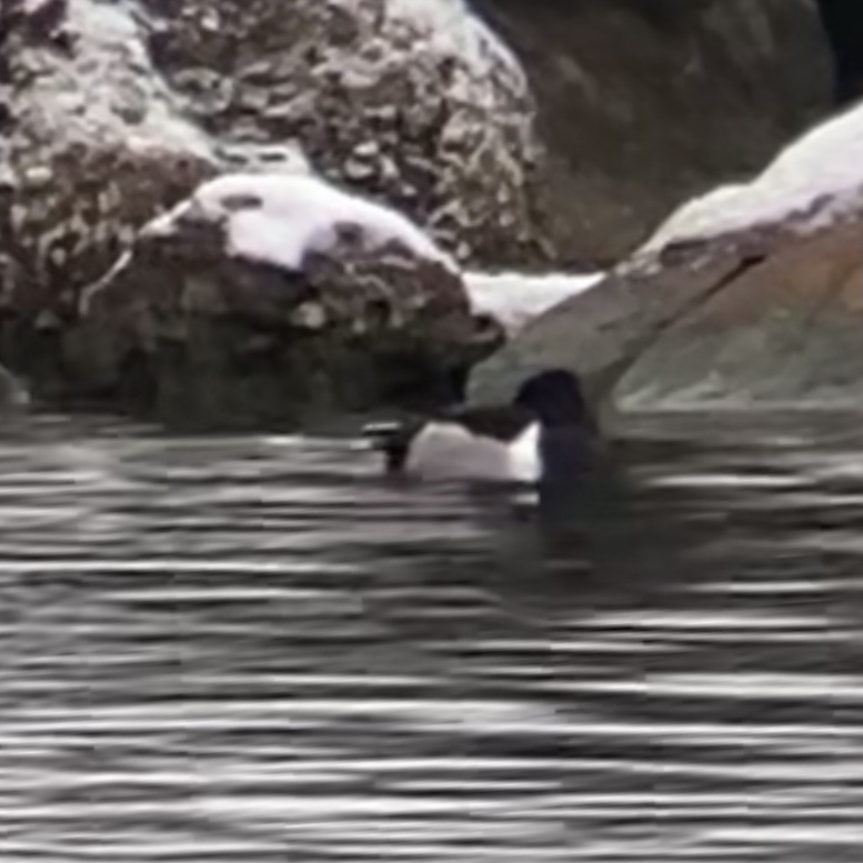 Ring-necked Duck - ML299497111