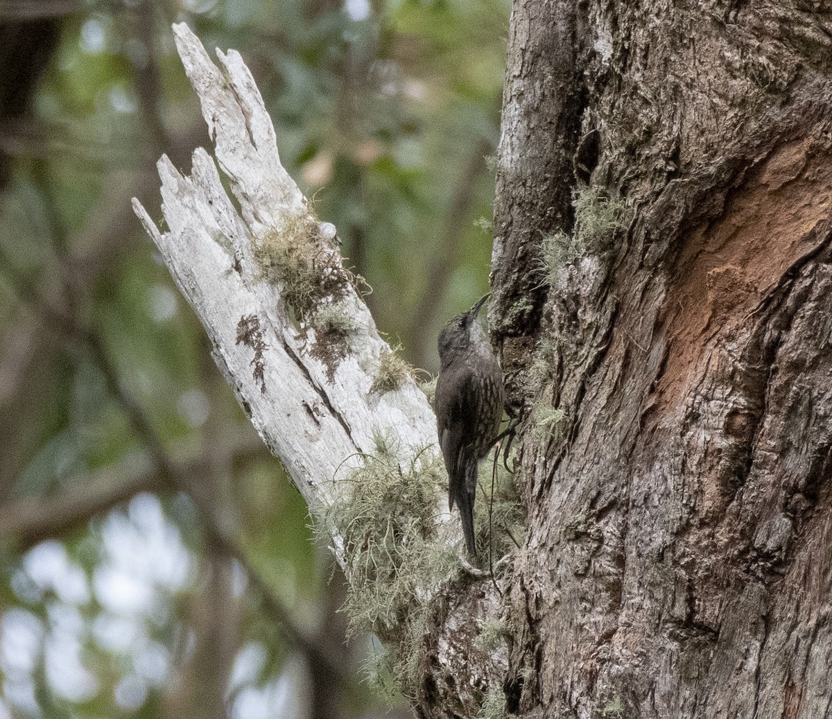 White-throated Treecreeper - ML299497591