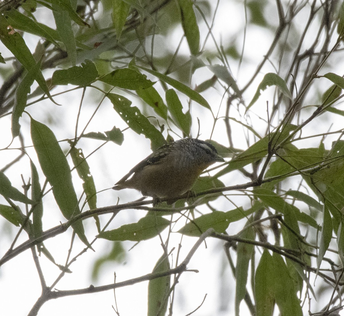 Spotted Pardalote - ML299498421