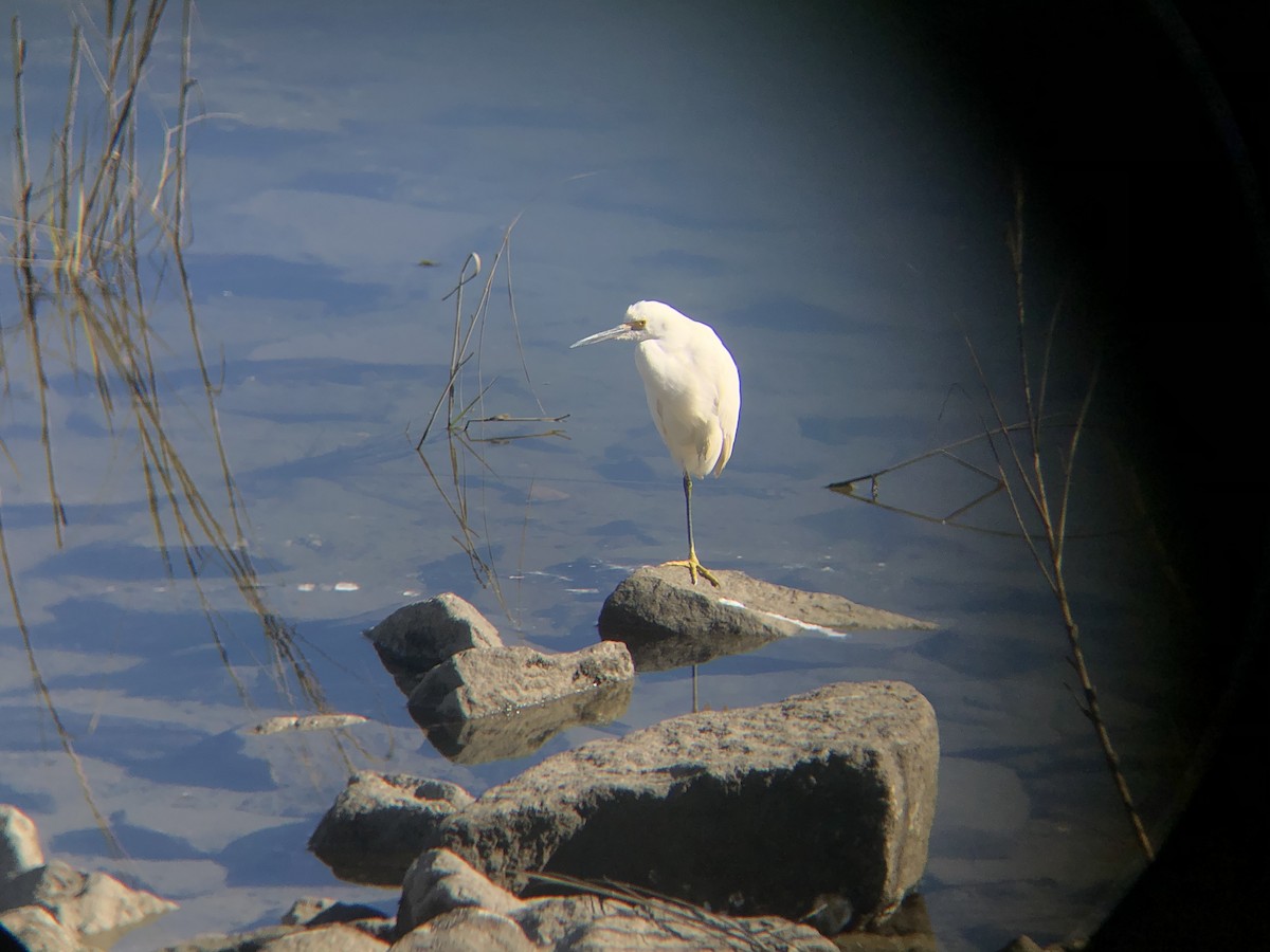 Snowy Egret - ML299499471