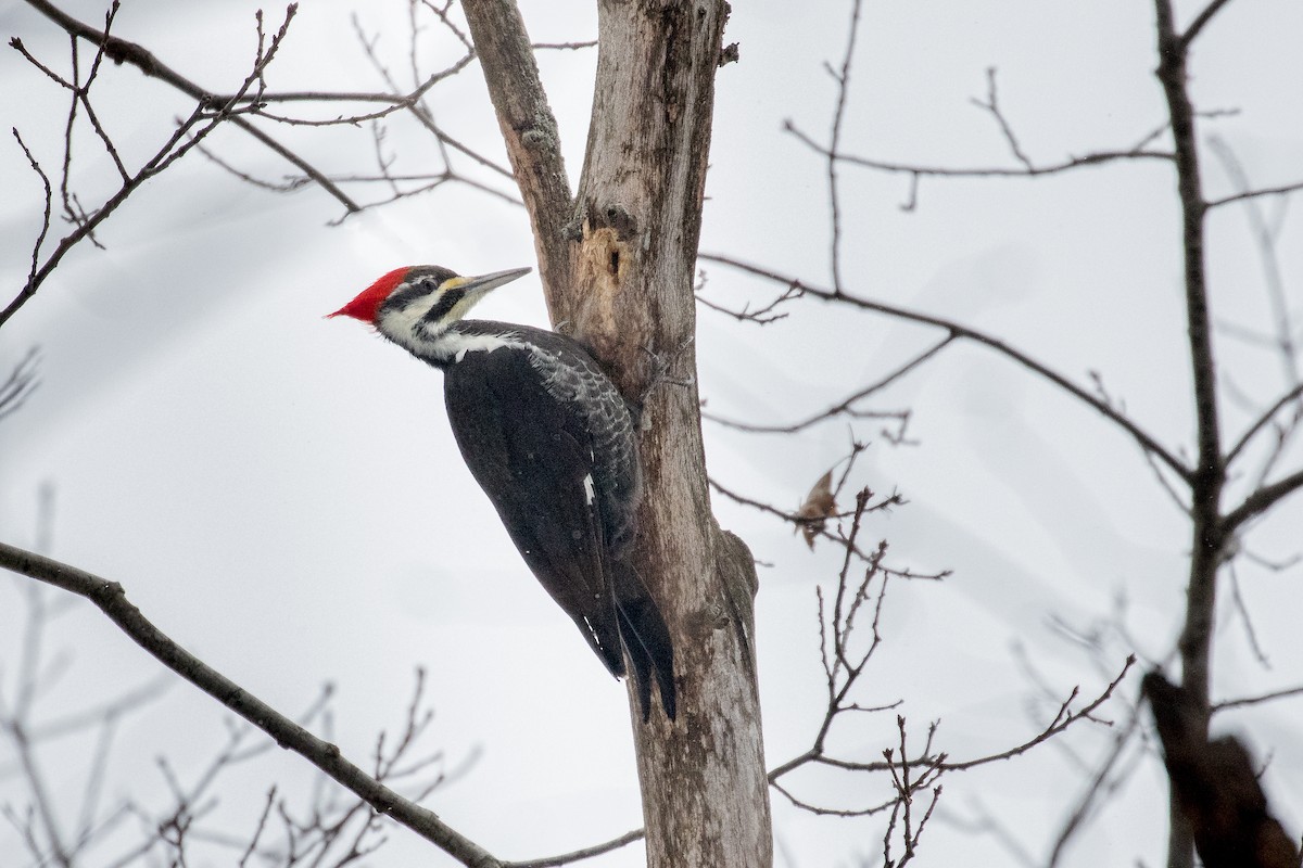 Pileated Woodpecker - ML299499821