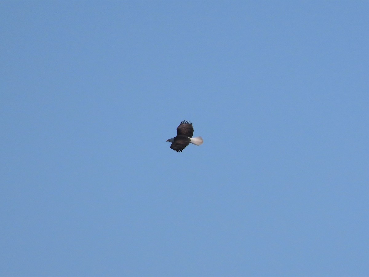 Bald Eagle - ML299500781