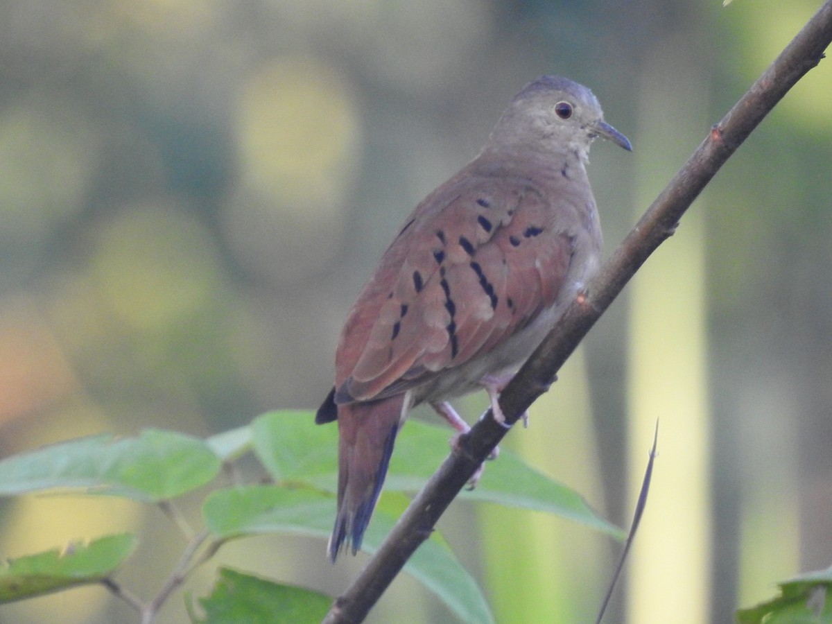 Ruddy Ground Dove - ML299500961