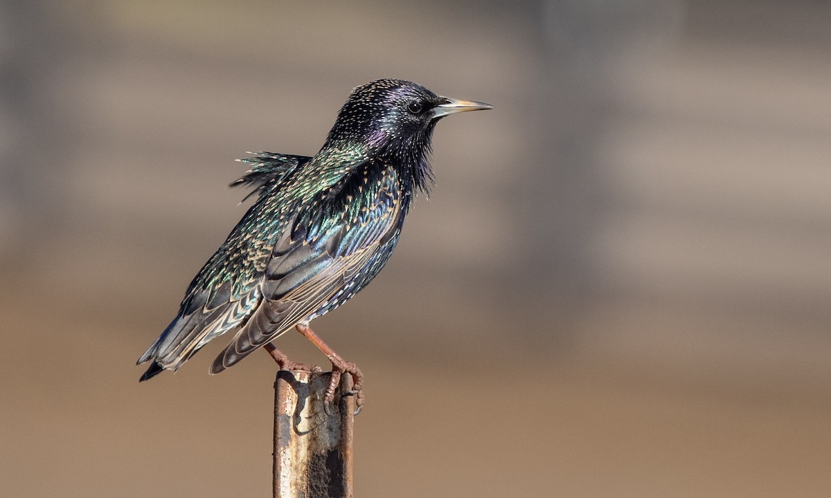 European Starling - ML299501921