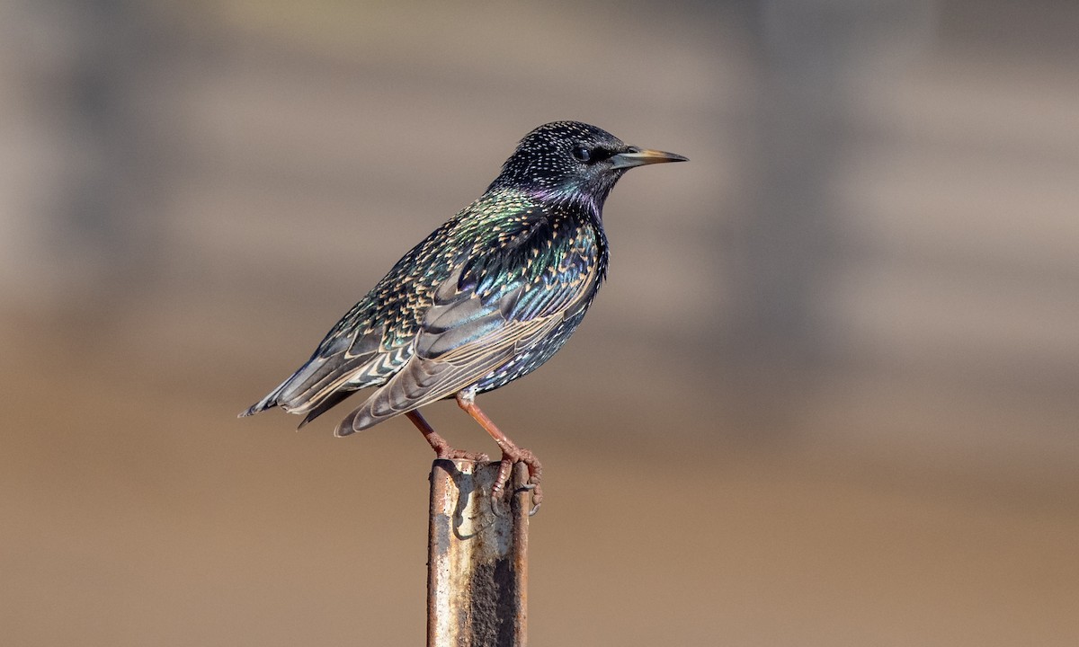 European Starling - ML299501951