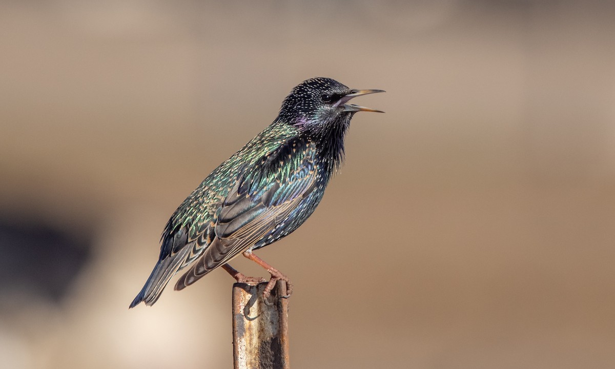 European Starling - ML299501961