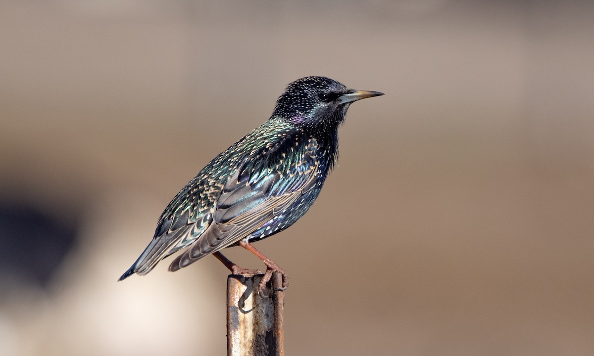 European Starling - ML299501971