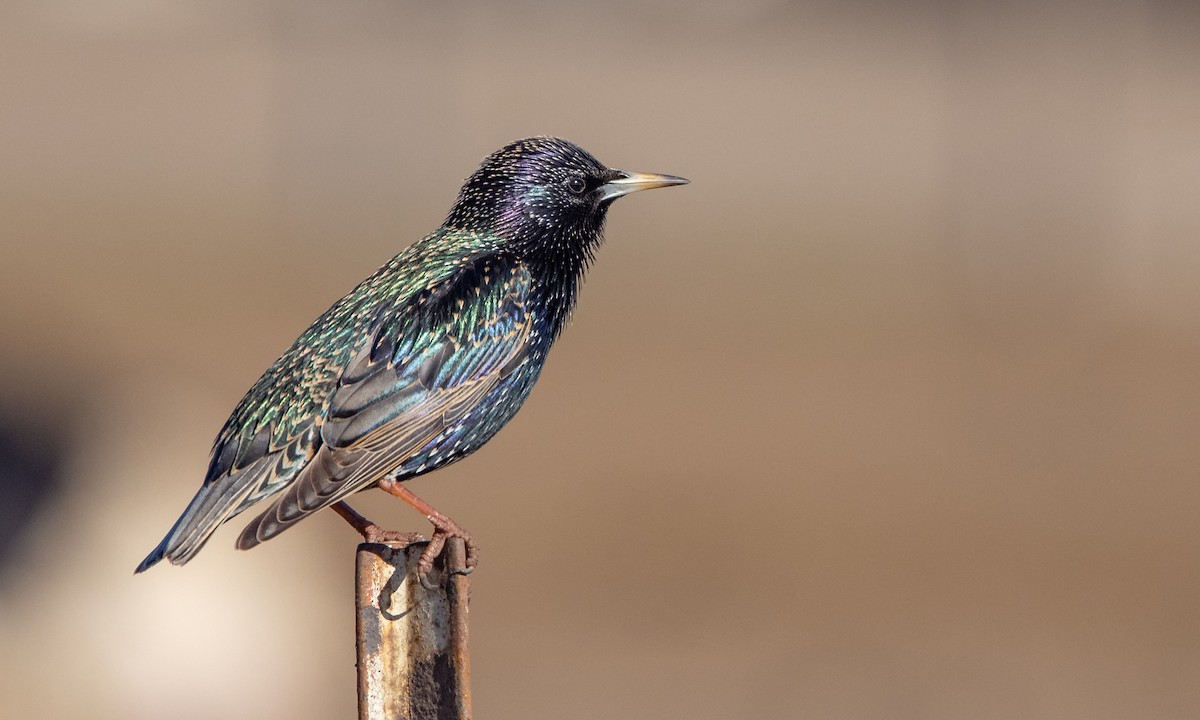 European Starling - ML299502281