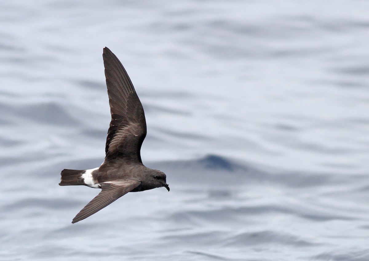 Band-rumped Storm-Petrel - ML299502771