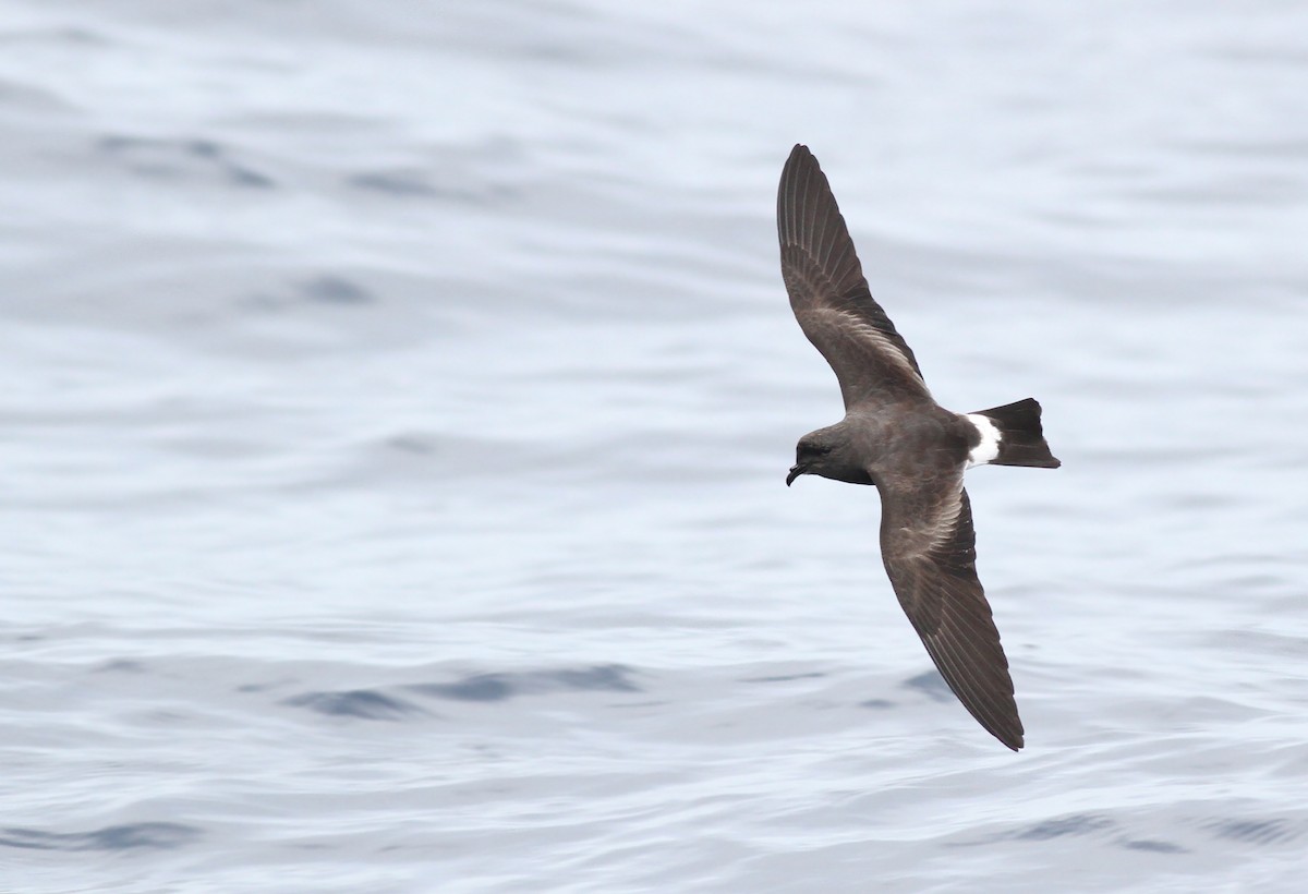 Band-rumped Storm-Petrel - ML299502801