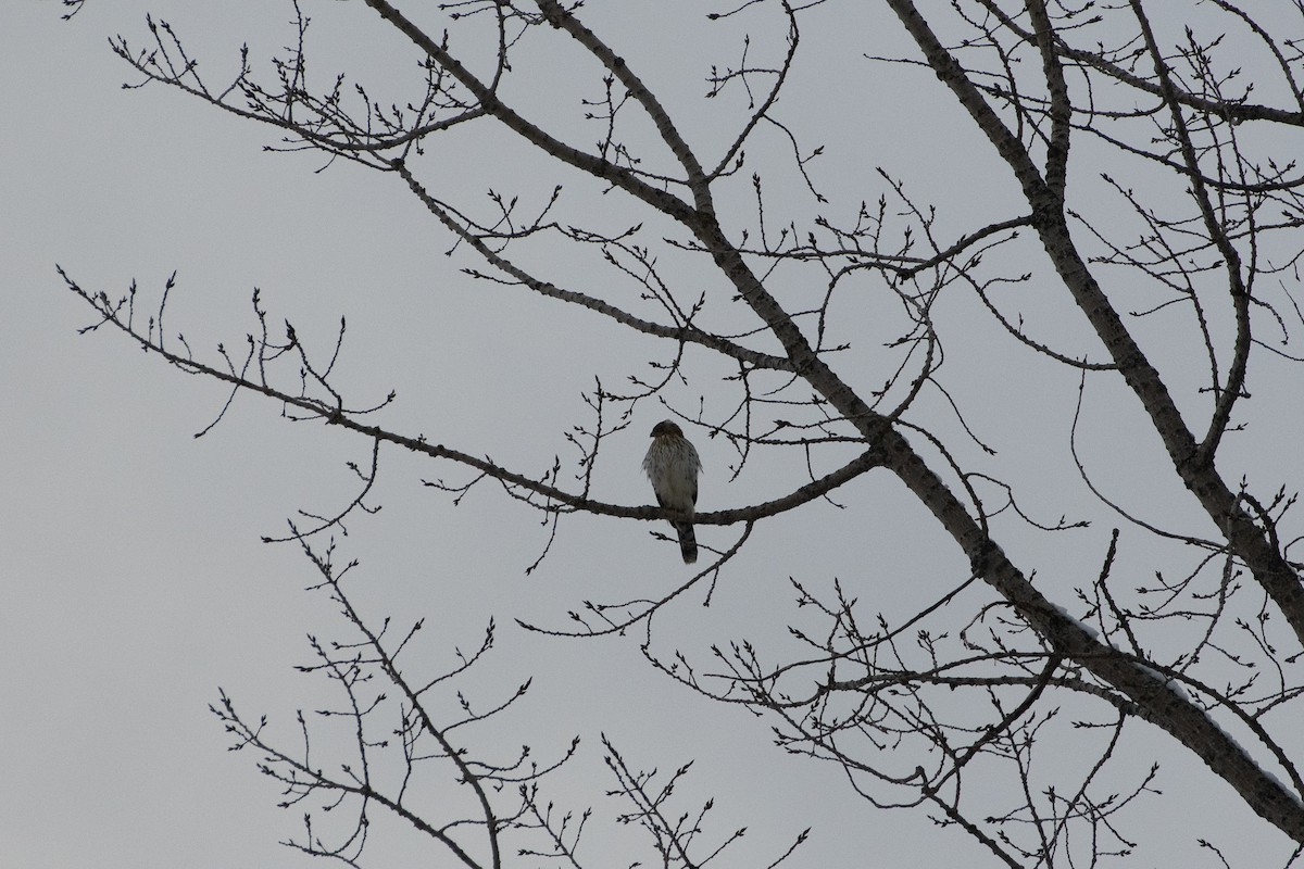 Cooper's Hawk - ML299503171