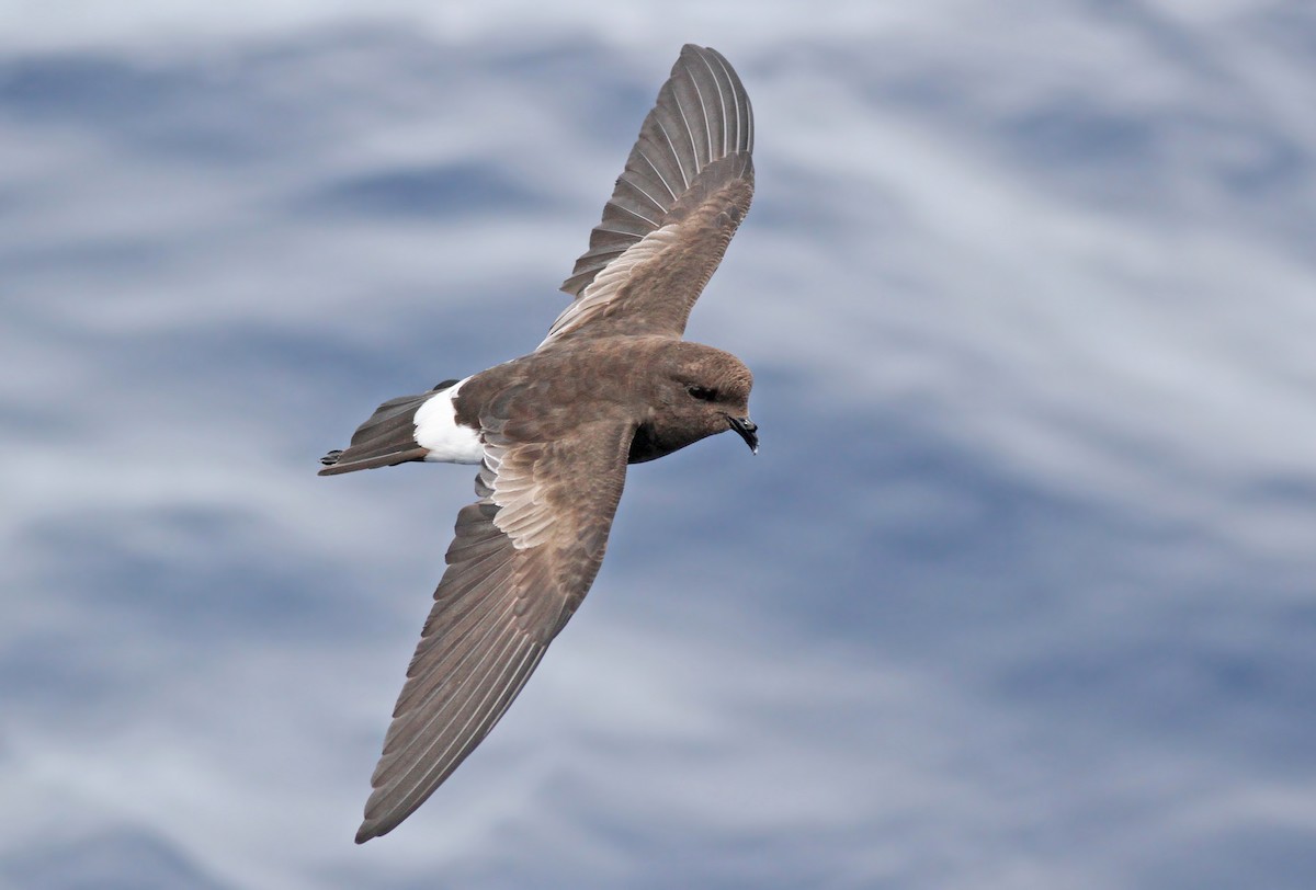 Wilson's Storm-Petrel - ML299503801