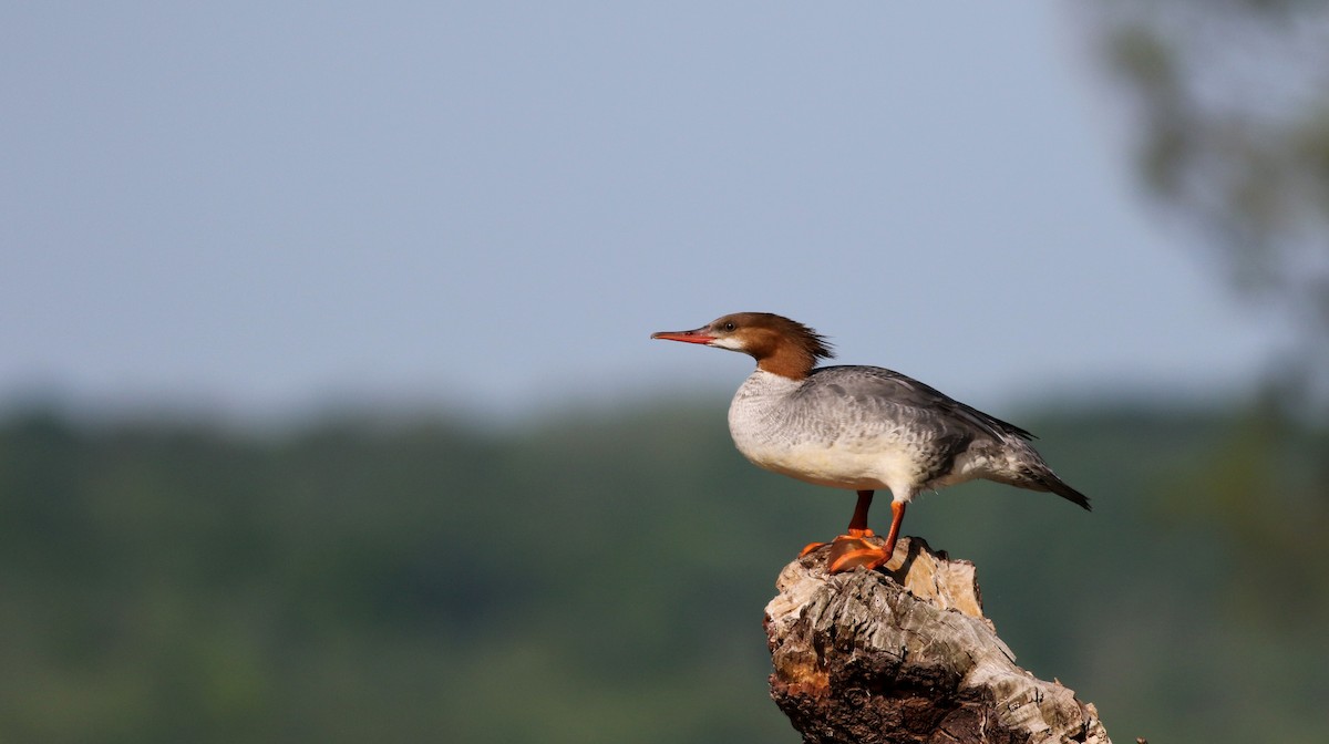 Common Merganser (North American) - Jay McGowan