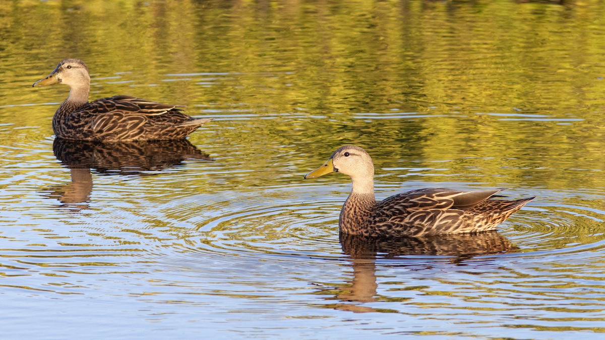 Mottled Duck - ML299504151