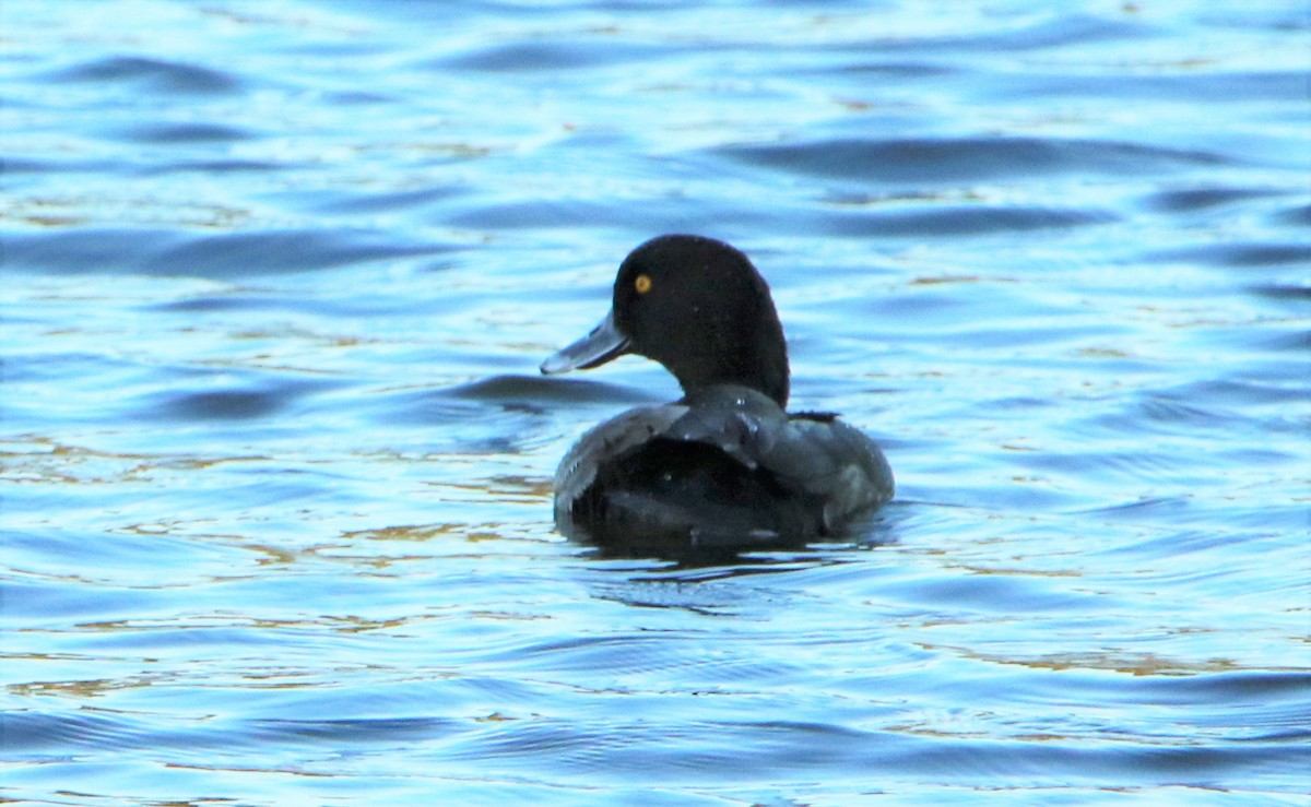Tufted Duck - ML299505091