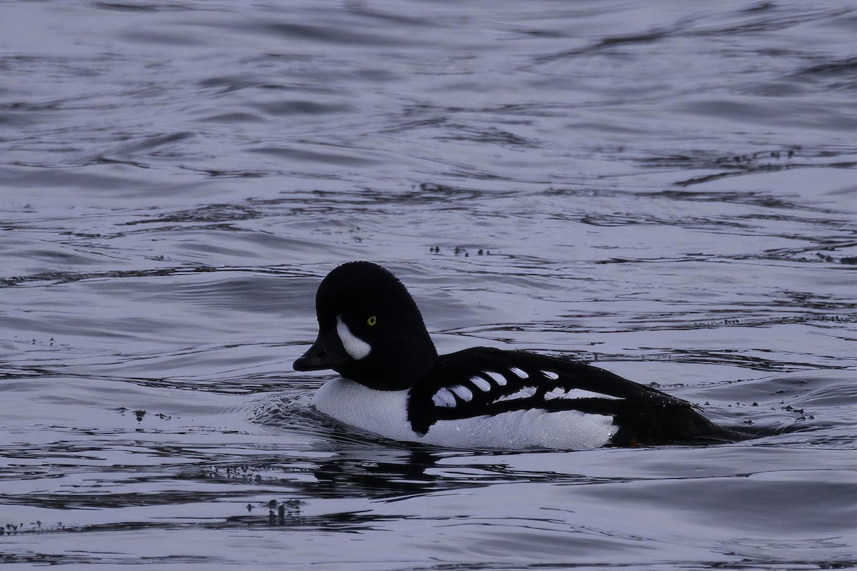 Barrow's Goldeneye - Andrew Hart