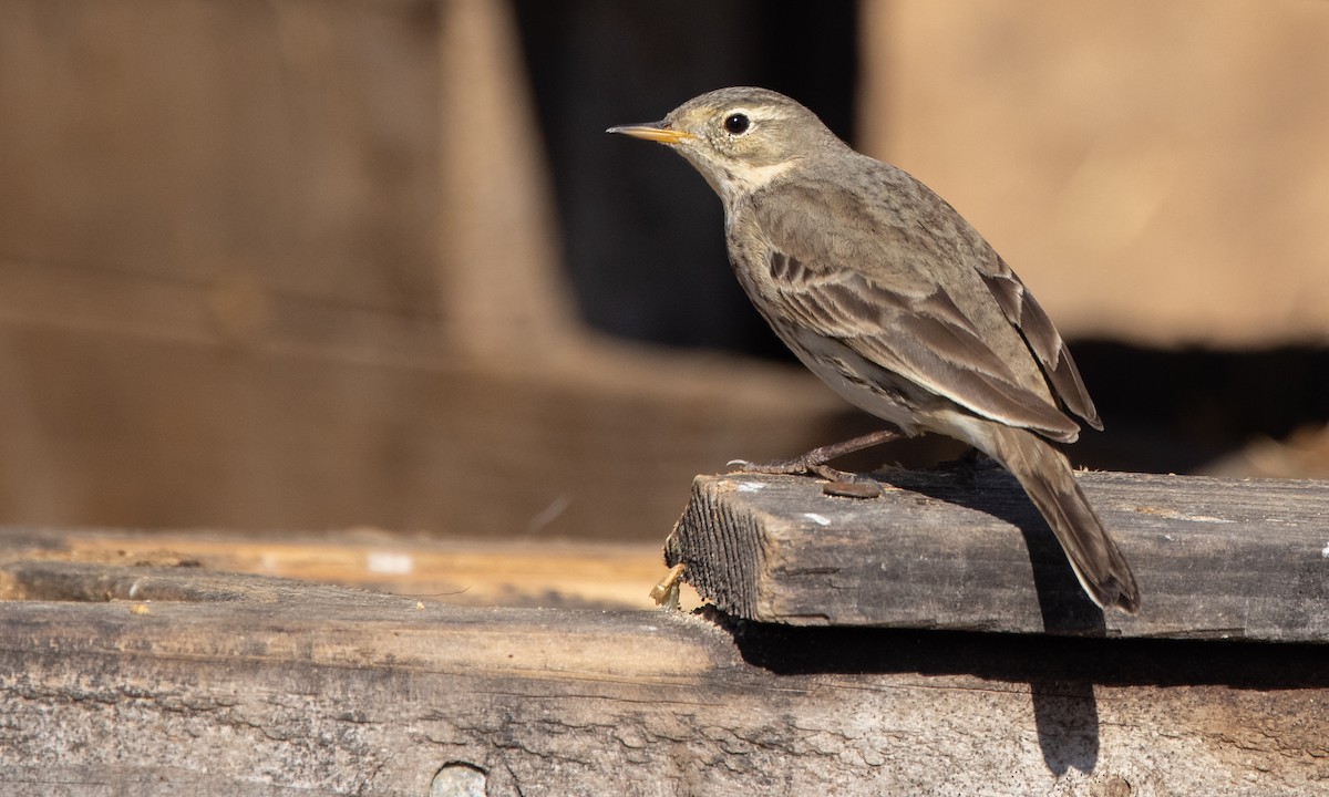 American Pipit (rubescens Group) - ML299505461