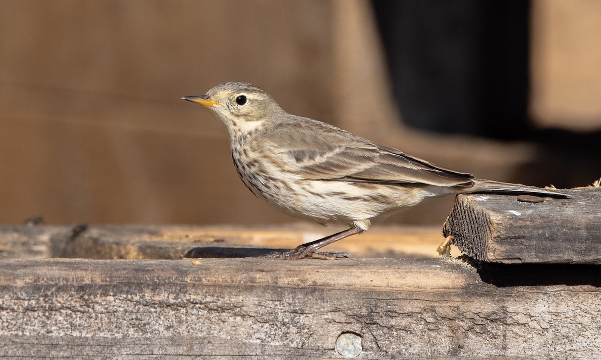 American Pipit (rubescens Group) - Paul Fenwick