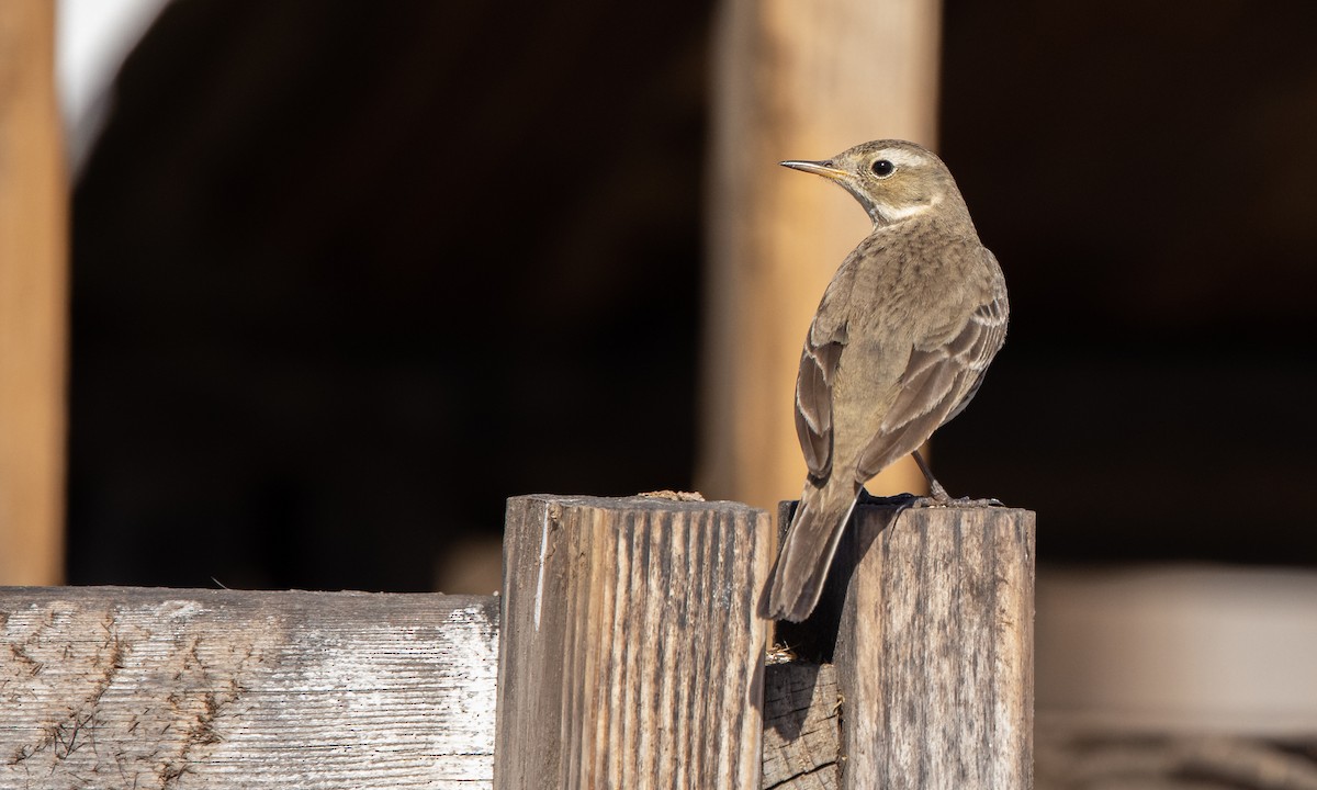 American Pipit (rubescens Group) - Paul Fenwick