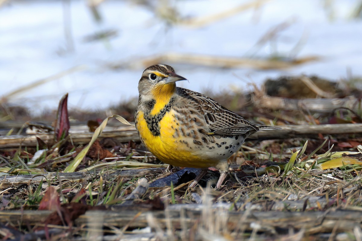 Western Meadowlark - Doug Hommert