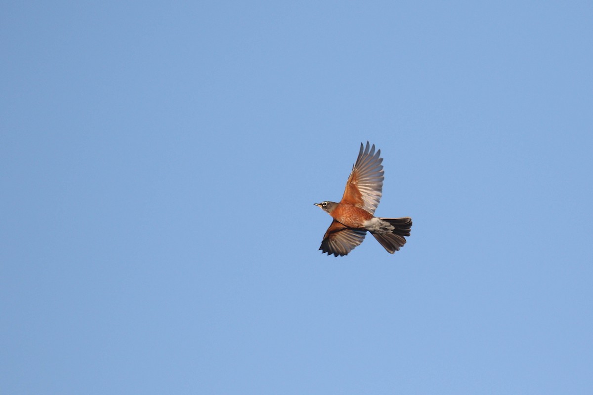 American Robin - Alex Lamoreaux