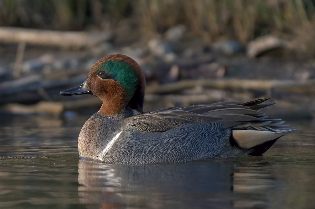 Green-winged Teal - ML299506661