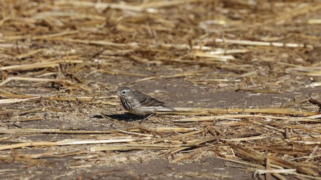 American Pipit (rubescens Group) - ML299507021