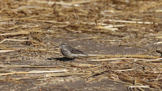 Bisbita Pechianteado (grupo rubescens) - ML299507021