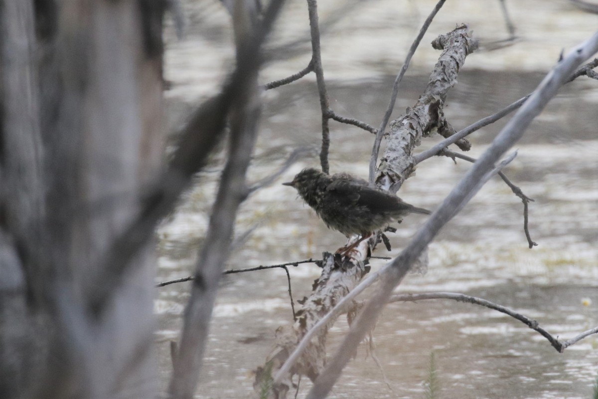 Northern Waterthrush - ML299507531