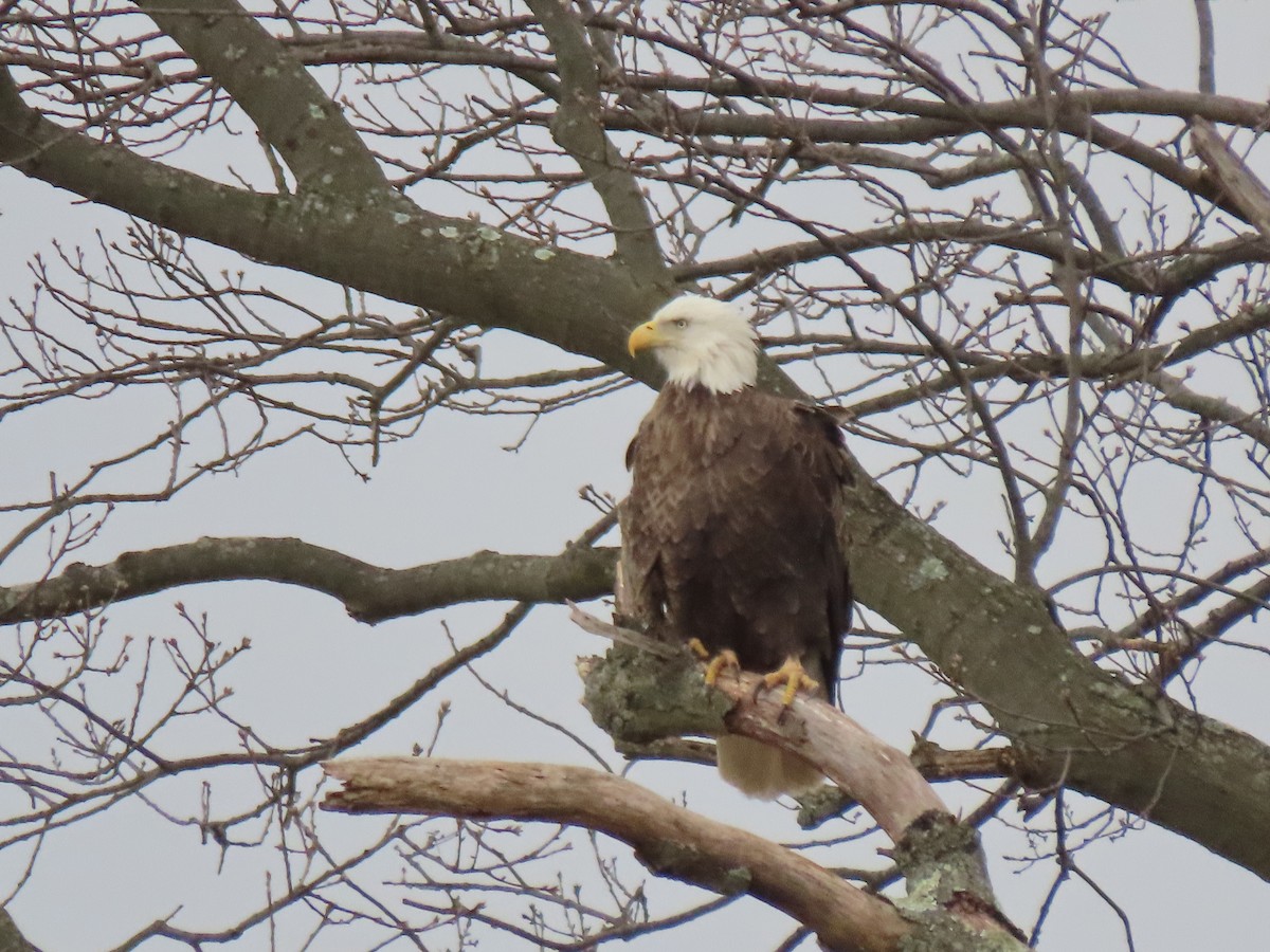 Bald Eagle - ML299509681