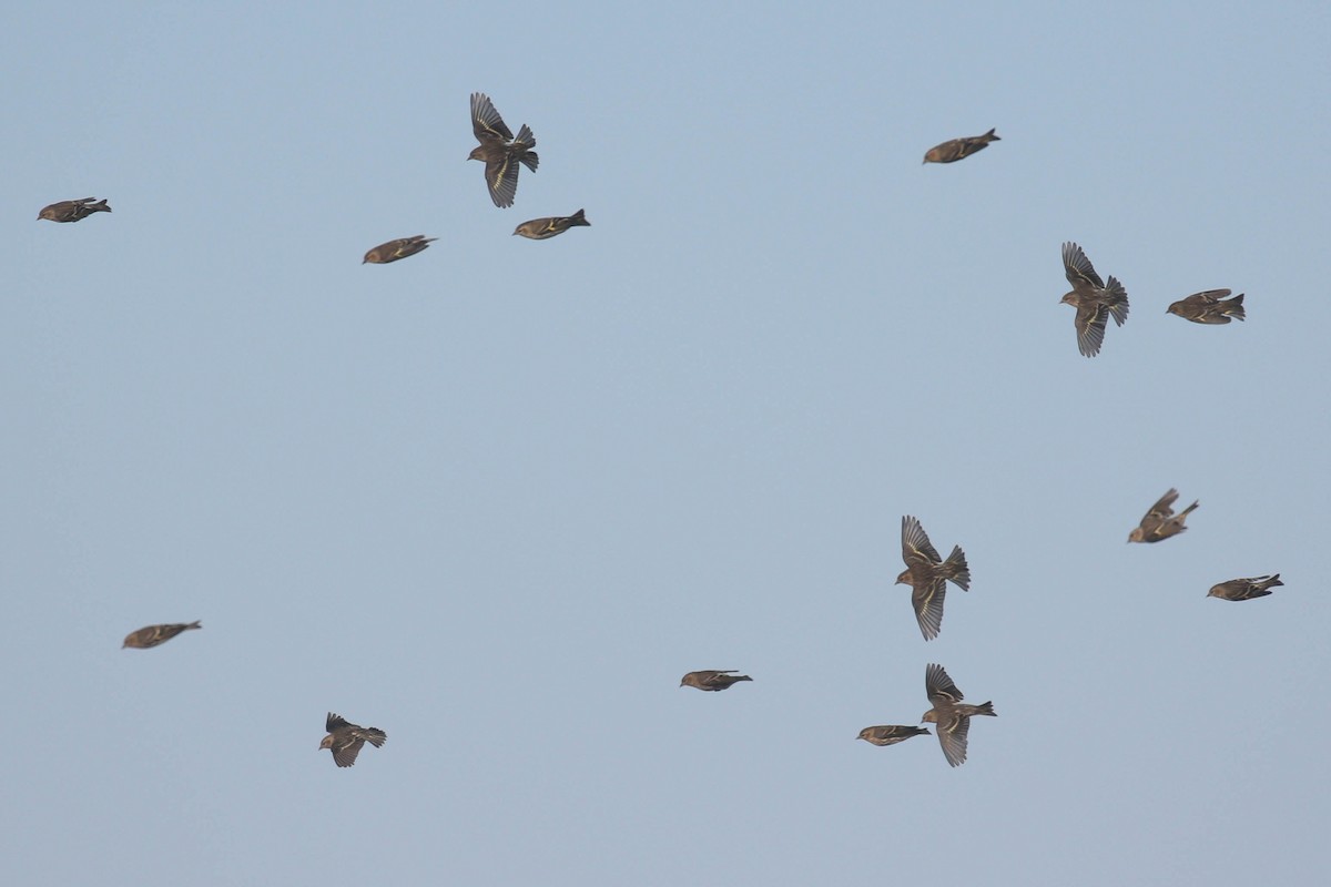 Pine Siskin - Alex Lamoreaux