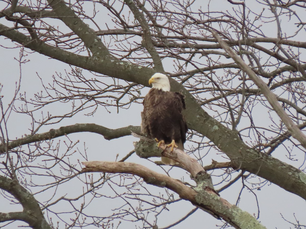 Bald Eagle - ML299509771