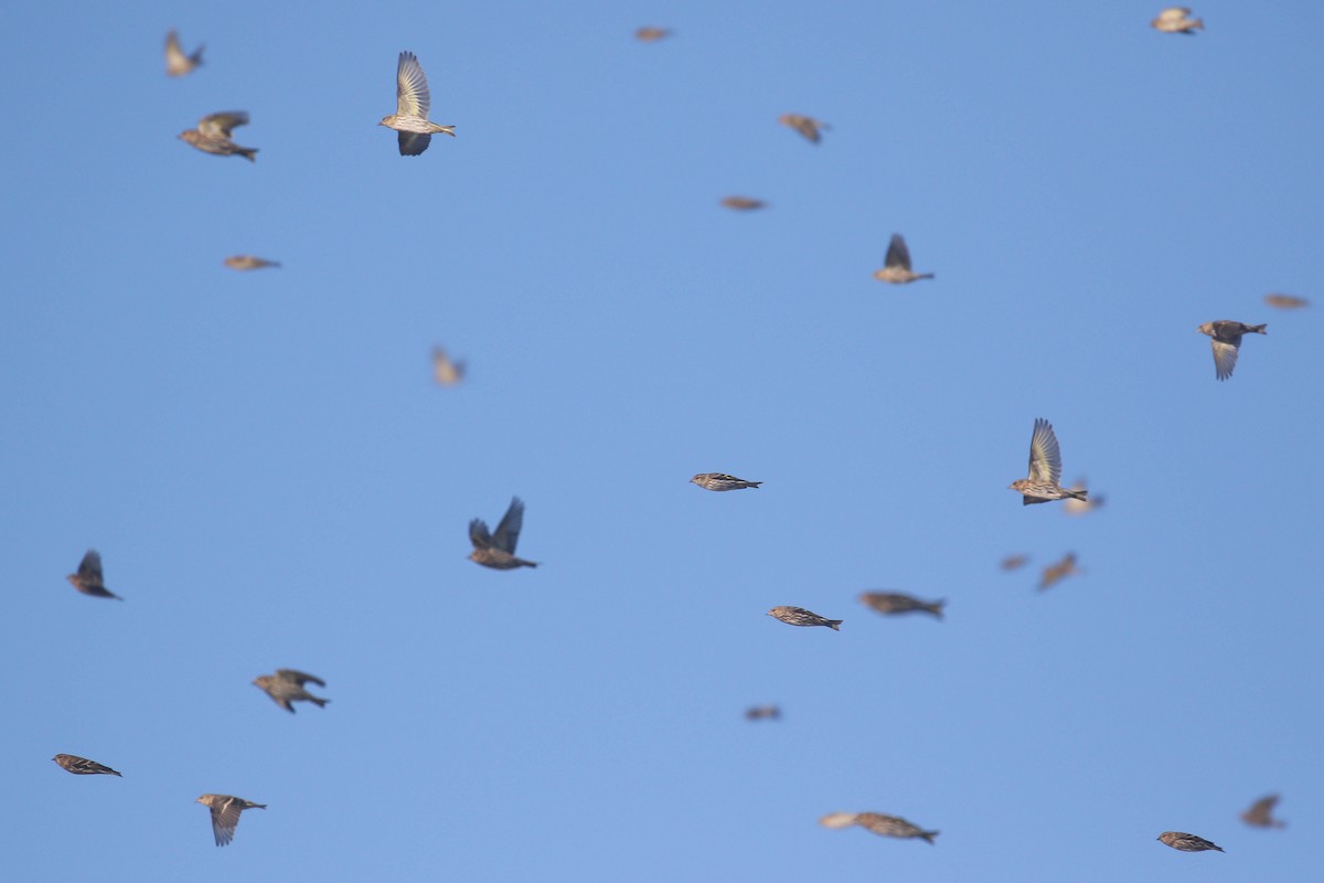 Pine Siskin - ML299509881