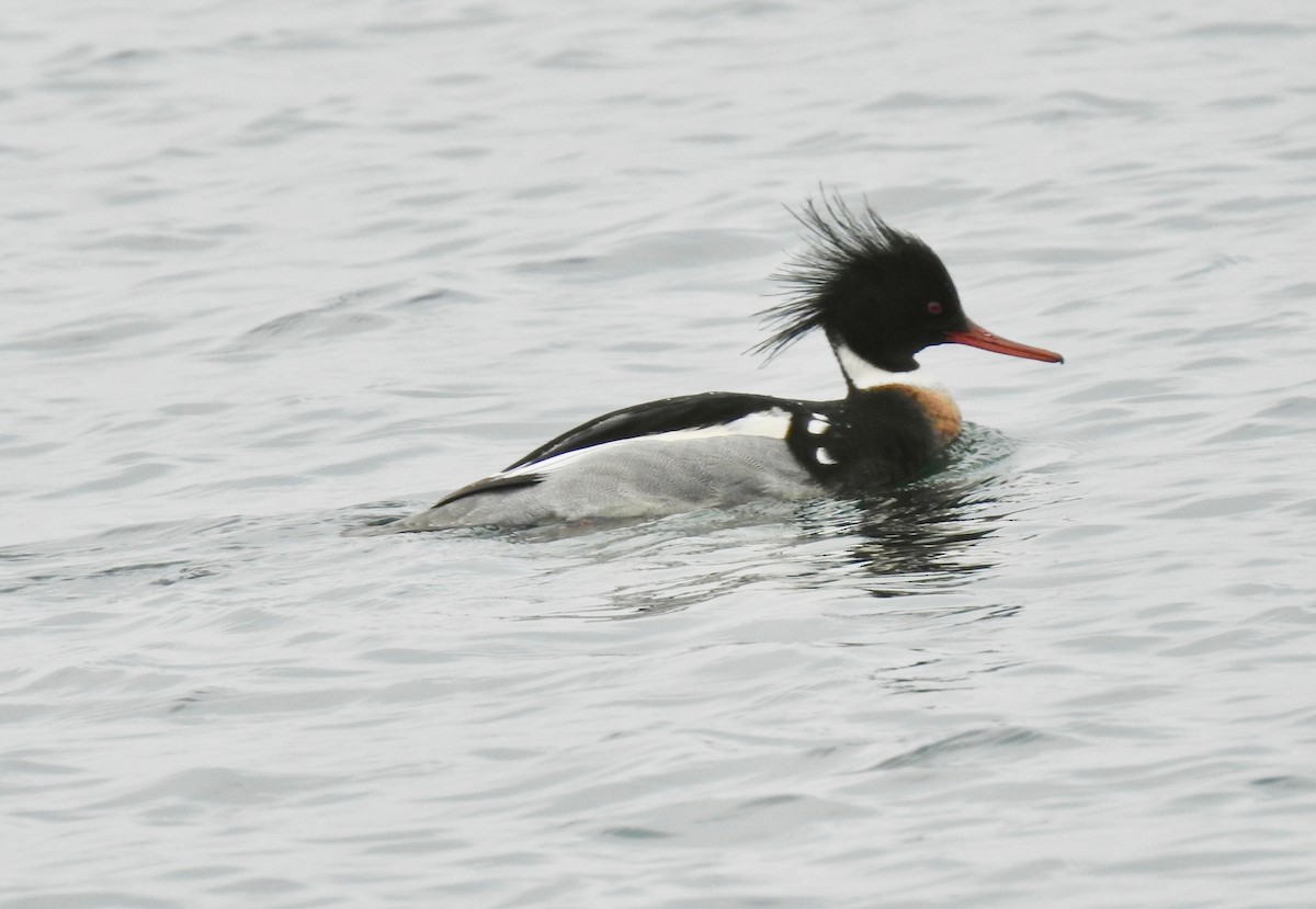 Red-breasted Merganser - D/P    Sanford