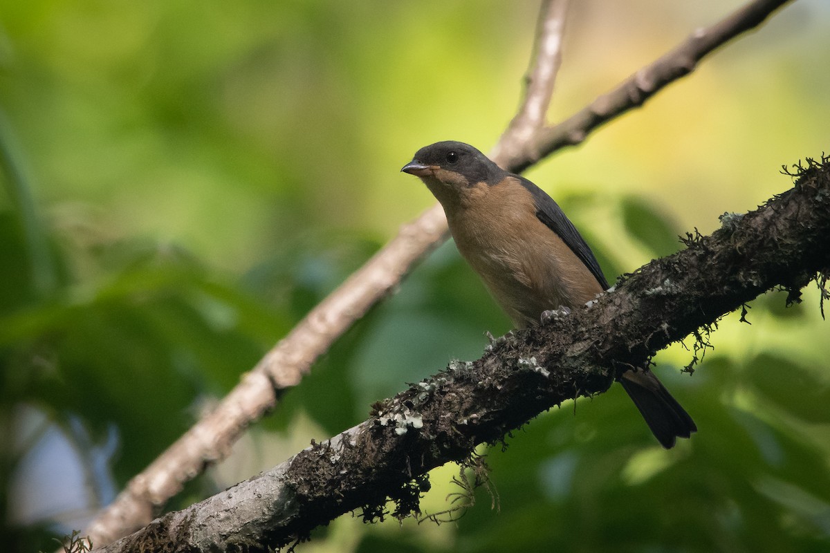 Fawn-breasted Tanager - Pablo Re