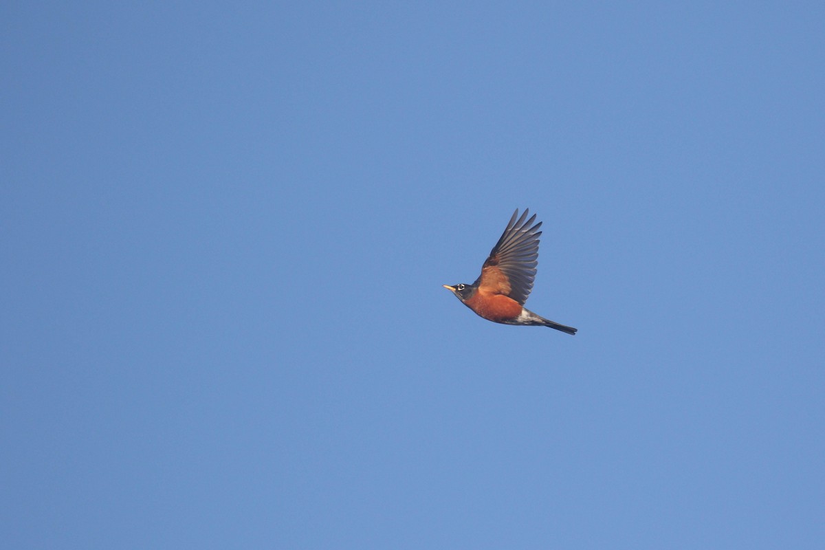 American Robin - ML299511191