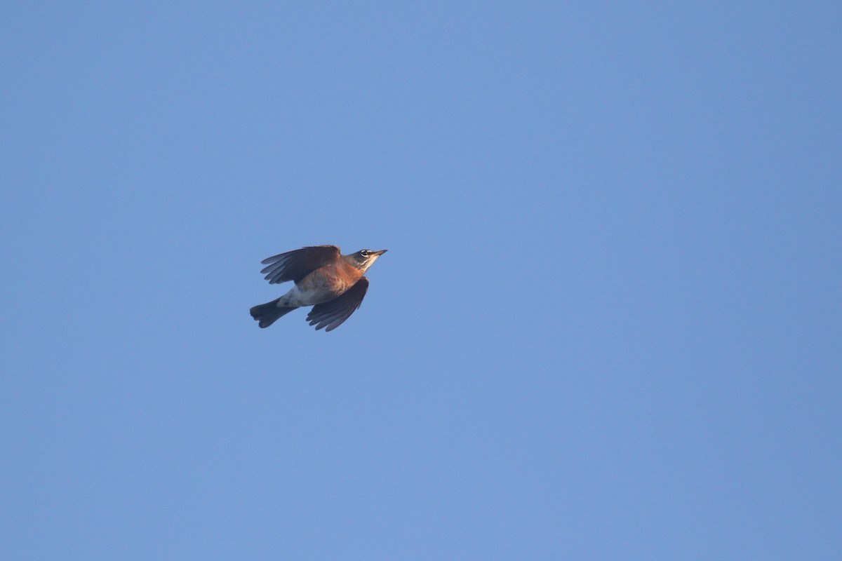 American Robin - ML299511381