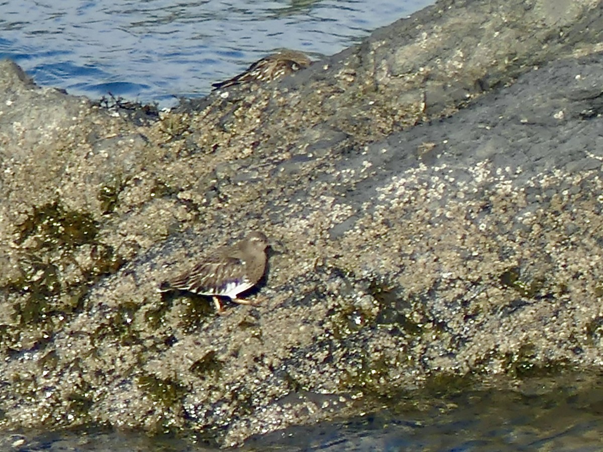 Black Turnstone - ML299513271